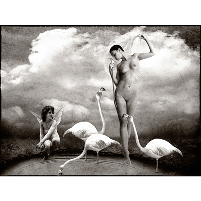 Flamingo